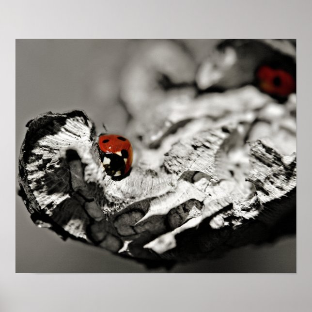 Ladybugs Poster (Framsidan)