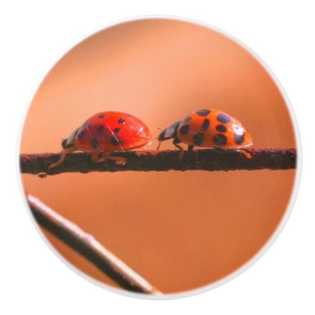 Ladybugs Spela upp följt av Leader Close up Knopp (Framsidan)
