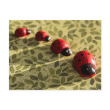 Ladybugs vykort