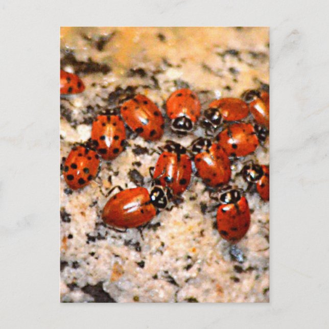 Ladybugs Vykort (Framsida)