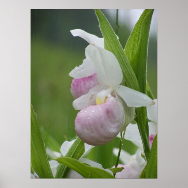 Ladyslipper i Rain Poster (Framsidan)