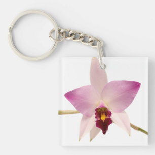Laelia Ancep