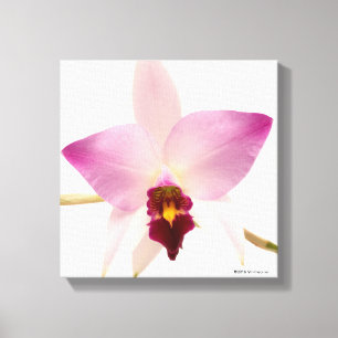 Laelia Ancep Canvastryck