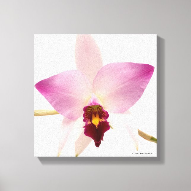 Laelia Ancep Canvastryck (Framsida)