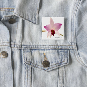 Laelia Ancep Knapp