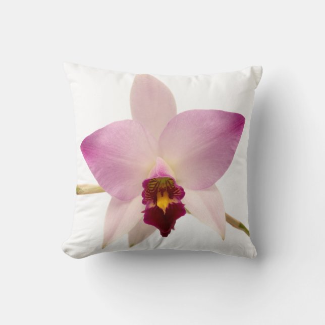 Laelia Ancep Kudde (Framsida)