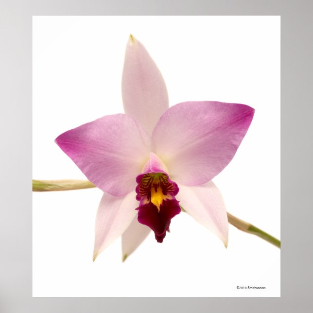 Laelia Ancep Poster (Framsidan)