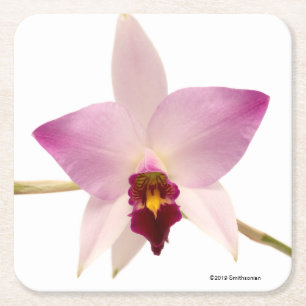 Laelia Ancep Underlägg Papper Kvadrat