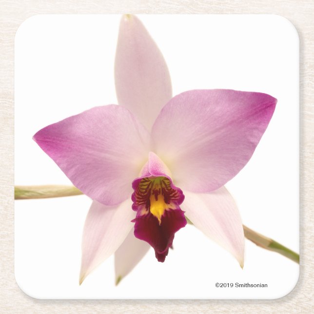 Laelia Ancep Underlägg Papper Kvadrat (Framsidan)