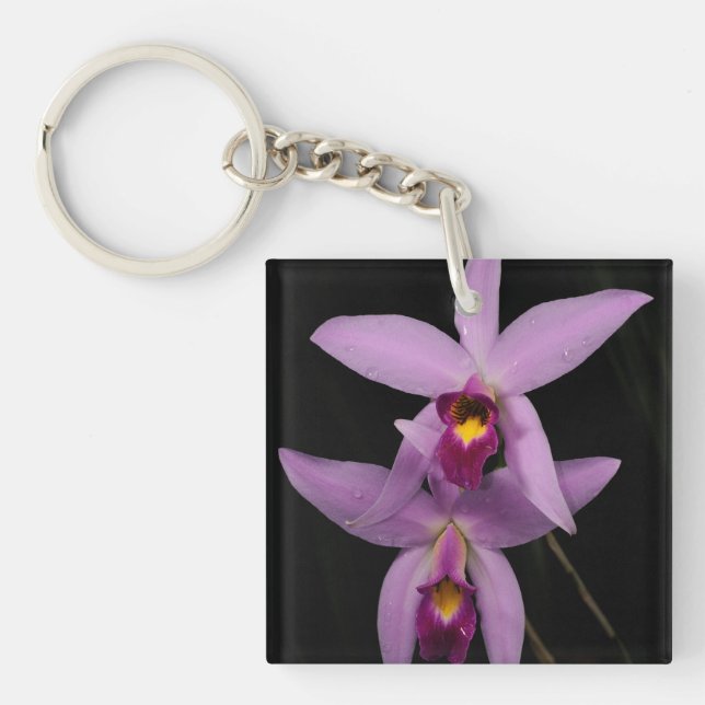 Laelia Anceps (Framsidan)