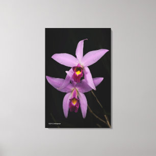 Laelia Anceps Canvastryck