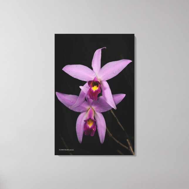 Laelia Anceps Canvastryck (Framsida)