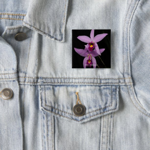 Laelia Anceps Knapp