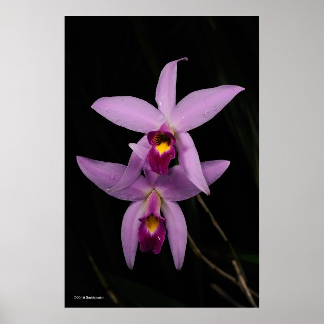 Laelia Anceps Poster (Framsidan)