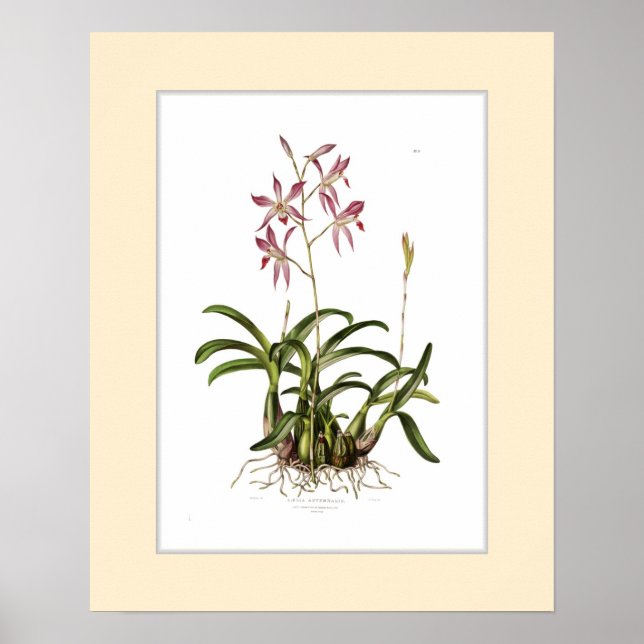 Laelia autumnalis,Anpassningsbar gräns Poster (Framsidan)