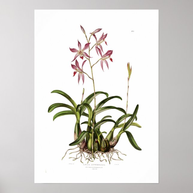 Laelia autumnalis av Augusta Innes Withers. Poster (Framsidan)