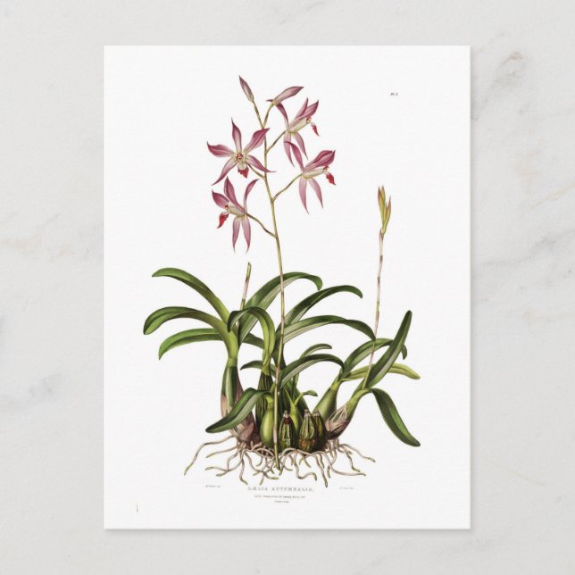 Laelia autumnalis vykort (Framsida)
