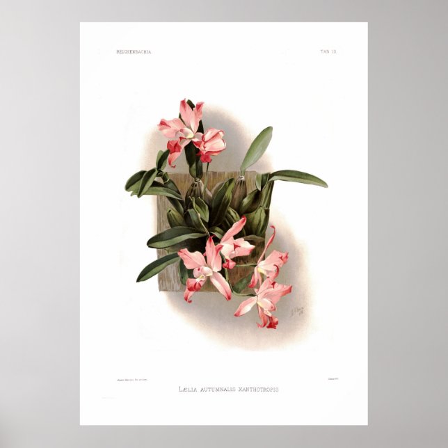 Laelia autumnalis xanthotropis poster (Framsidan)