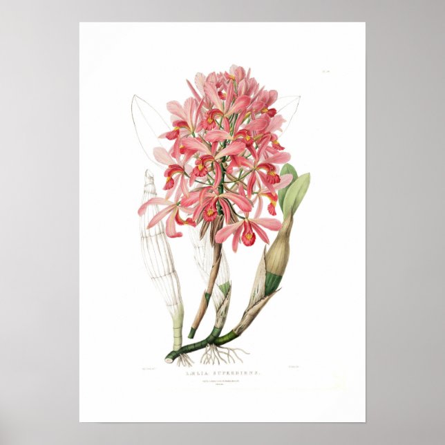 Laelia superbiens. poster (Framsidan)