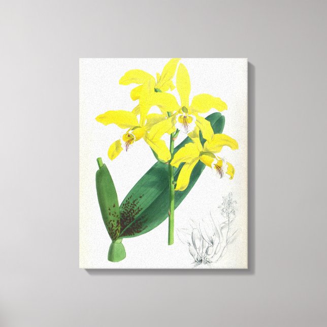 Laelia Xanthina Vintage Gult Lindenia Orchid Canvastryck (Framsida)