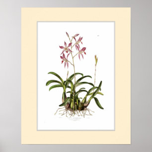 Laeliaautumnalis, beställnings- gräns poster