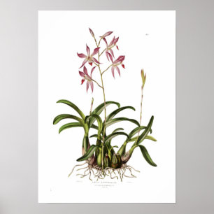 Laeliaautumnalis vid Augusta Innes Withers. Poster