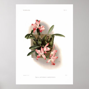 Laeliaautumnalisxanthotropis Poster