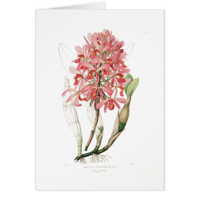 Laeliasuperbiens Hälsningskort (Framsidan)