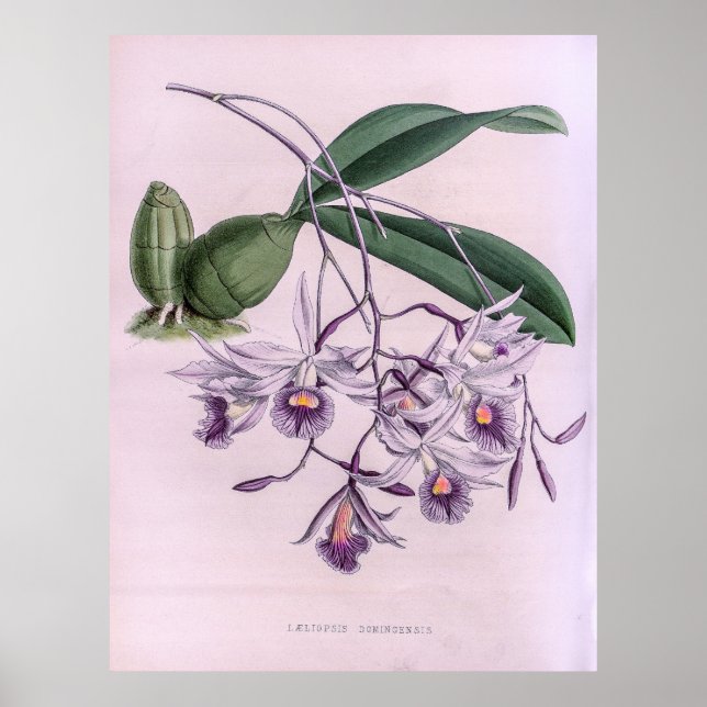 Laeliopsis Domingensis Orchid Poster (Framsidan)