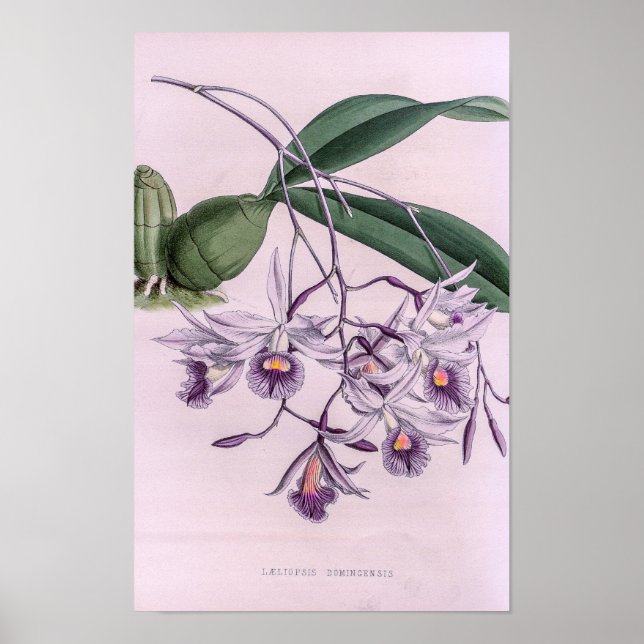 Laeliopsis Domingensis Orchid Poster (Framsidan)