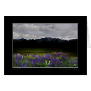 Lafayette Lupine Mindscape Hälsningskort