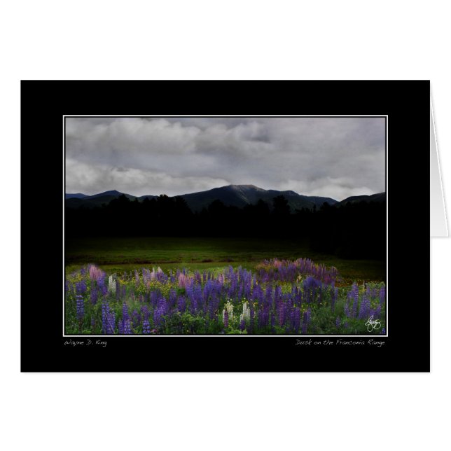 Lafayette Lupine Mindscape Hälsningskort (Framsidan Horizontal)