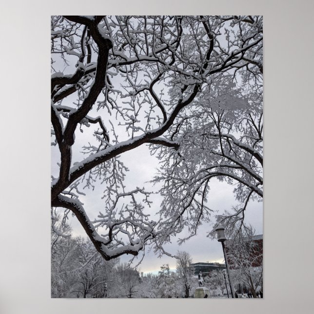 Lafayette Square, Snowy träd Poster (Framsidan)