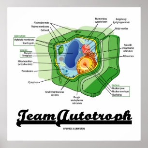 Lag Autotroph (växtcellbiologi) Poster