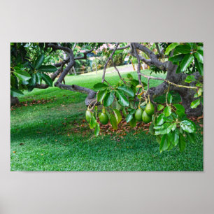 Låg Hanging Avocados på en Fjärran, Hawaii Poster