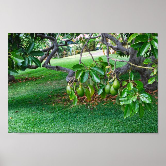 Låg Hanging Avocados på en Fjärran, Hawaii Poster (Framsidan)