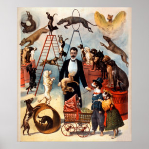Lag om utbildad Hund från 1899 Circus Hundar Vinta Poster