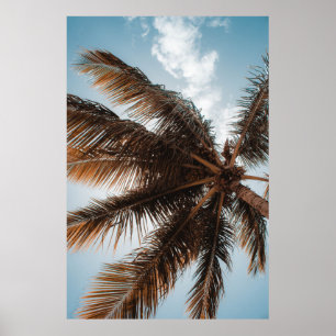 LÅG VINKEL FOTO AV COCONUT TRÄD POSTER