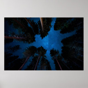 LÅG VINKEL FOTOGRAFI AV TRÄD POSTER