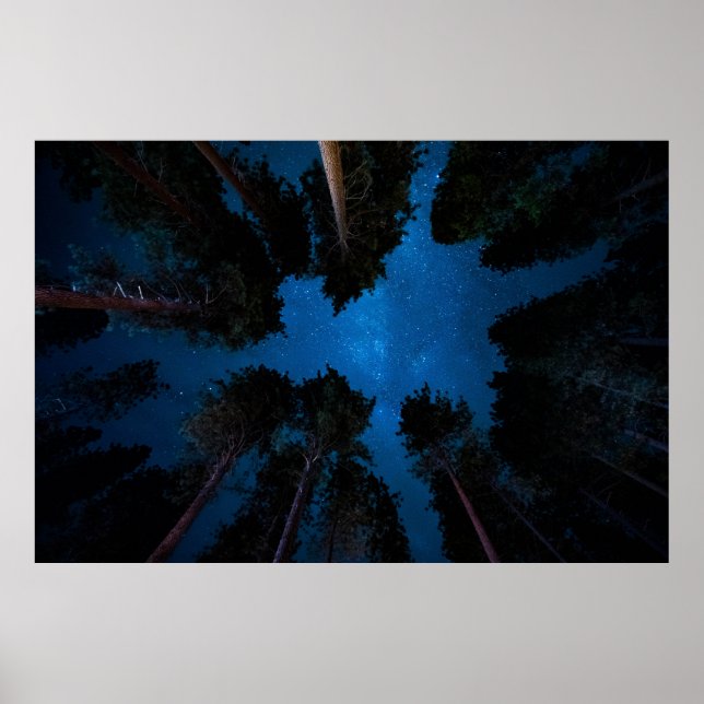 LÅG VINKEL FOTOGRAFI AV TRÄD POSTER (Framsidan)