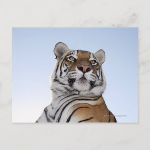 Låg vinkel vy av en tiger (Panthera tigris) Vykort