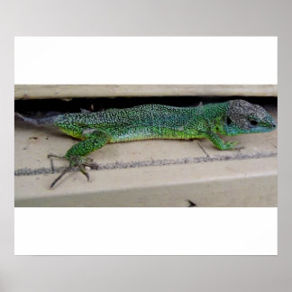 Lagarto Póster Poster