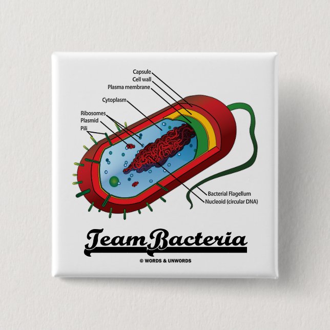 Lagbakterier (Prokaryote) Knapp (Framsida)