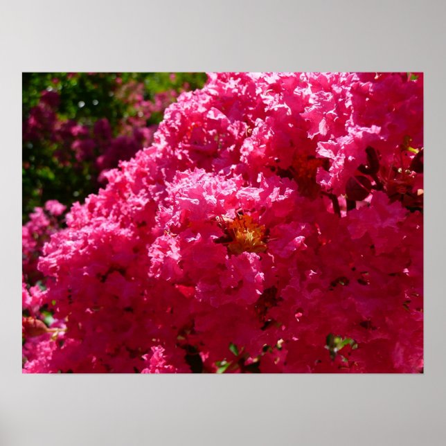 Lagerströmia Träd Magenta Blommor Poster (Framsidan)