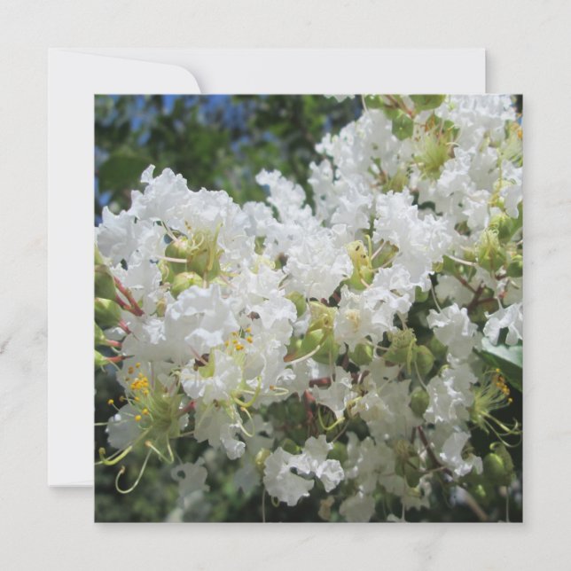 Lagerströmia Träd Nära Inbjudningar (Framsida)