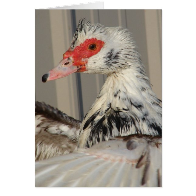 Lägg av Vingarna Hälsningskort (Framsidan)