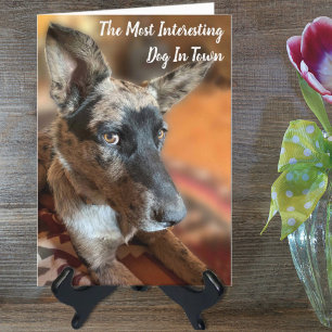 Lägg till din fotoboskap i Hund på födelsedagen Kort