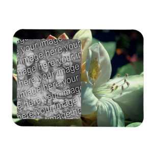 Lägg till ditt foto med vit Azalea Flower Ram Magnet