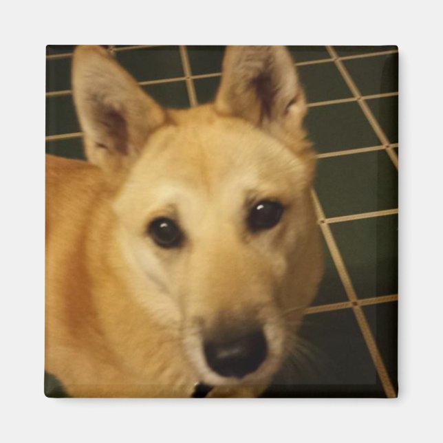 Lägg till ett foto av din Hund till detta Magnet (Framsidan)