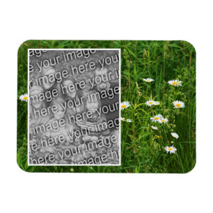 Lägg till foto i daisy Flowers i Fält Magnet